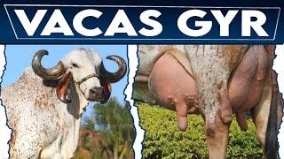  Las Mejores Vacas Lecheras  De La Raza GIR   Vacas GYR // Crea Tu Negocio Ganadero