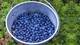 How To Grow Bucket Full Of Blueberries No Matter Where You Live