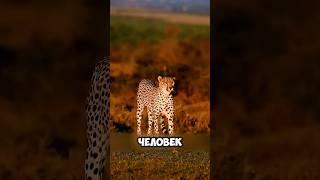 Почему гепарды игнорируют людей  #животные #милыеживотные