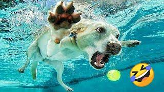 You Laugh You Lose  Funniest Animals 2024  New Funny Cats and Dogs Videos  Part 10