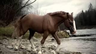breyer horses realistic photo