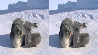 3D Antarctica Weddell Seals!