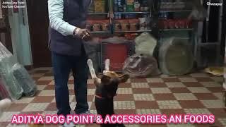 beagle & american bulli... aditya DOG point & accessories an foods... rajendra nagar,peernagar...