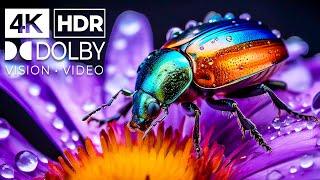 Best of Dolby Vision 4K ULTRA HD HDR 60fps - Dolby Atmos