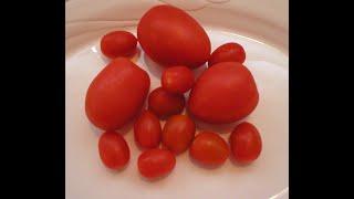 Tomatoes 101-How to Remove Seeds From Tomatoes