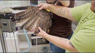 A Rehabilitation Success Story | Carolina Raptor Center