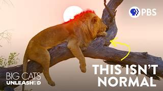 The Weird Reasons Africa’s Lions Are Climbing Trees  | Big Cats Unleashed