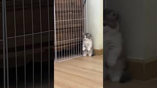 Cat fight ️ #cuteanimals #catlover #catfight #funnycats