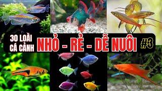 TOP 30 Dòng Cá Cảnh Nhỏ Rẻ Tiền Dễ Nuôi Cho NGƯỜI MỚI | Các Loài Cá Cảnh Đẹp Dễ Chăm #3