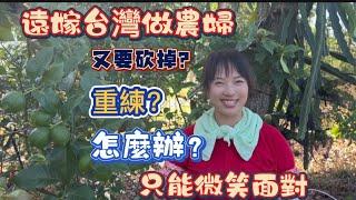 《大陸姑娘在台灣的田園生活》  太難了 還是全部砍了  靠種地生活 真的是一門學問  從種下到變成錢的過程 除了靠天意 也要認真動腦子……