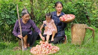 Harvesting Rose Apples Go To The Market Sell - How to weave bamboo baskets for chickens to lay eggs
