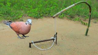 Amazing Bird Trap - Best Quick Bird Trap Using Wooden