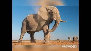 African Elephants / Everything you need to know / SL Fortune