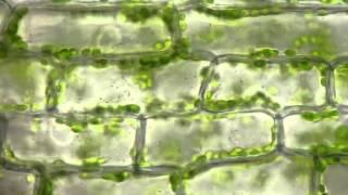 Cyclosis of chloroplasts in Elodea canadensis