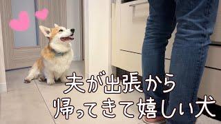 出張から戻った夫に甘えるコーギー