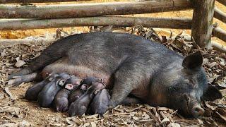 Never seen a sow give birth so quickly. My sow gave birth to her first litter.