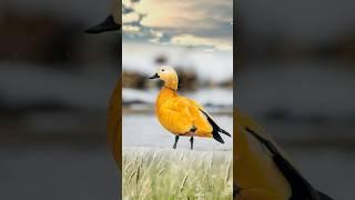 Ruddy Shelduck // bird // wildlife// animals// explore with Kelly // Nature //beautiful nature video