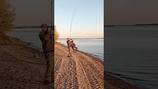 Сом на фидер #рыбалка #fishing