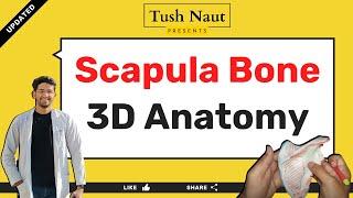 Scapula anatomy - 3D - Easy handwritten notes