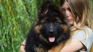 Show Quality Heavy Bone Long Hair German Shepherd Male Puppy Available In Jharkhand. #longhairgsd 