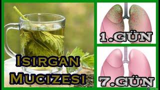 Akciğer Temizleyici!Her Gün 1 Fincan Isırgan otu Çayı İçersek Ne Olur?Isırgan Otu Çayının Faydaları!