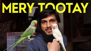 Mery tootay | REVIEW of my Parrots | Waqar Siddiqui Birds | Daily Vlog