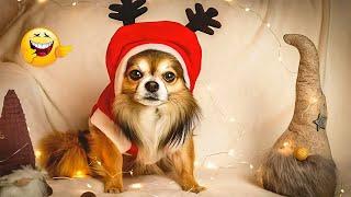 Funny Pets  Funny Christmas Animal Videos That Will Make You Laugh Non-Stop