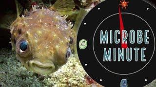 What Makes Blowfish Toxic? | Microbe Minute
