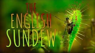 The English Sundew - A Mosquitoes Worst Nightmare