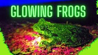 Glowing Frogs | Biofluorescent Amphibians