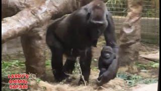 Baby Jameela Update with Baby Kunda - April 20th    #gorillas