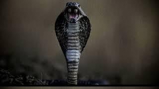 Fer Synths "Cobra" Synthwave Music
