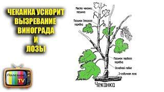 ЧЕКАНКА УСКОРИТ ВЫЗРЕВАНИЕ ВИНОГРАДА И ЛОЗЫ