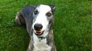 Look!  A Talking Whippet!