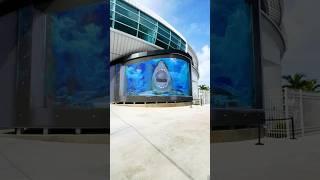 3d Shark Action #shark #bahamas #nassau #wow #epic #fyp #shorts #scary #sharkattack #trending