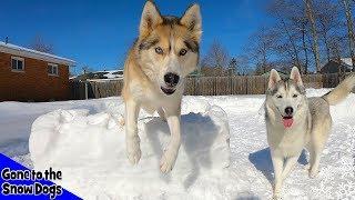 My Dog Reacts To GIANT Snow Obstacle Course!