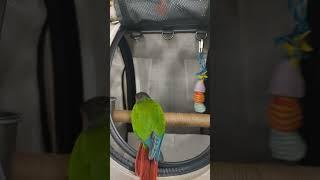 BirdTricks Backpack perfect for Duffy Dill Pickle