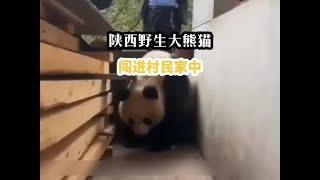 陕西野生大熊猫闯进村民家中，看到多人围观自己，害怕的低下头。经过基地检查，发现它身上多处受伤。#野生大熊猫 #熊猫宝宝 #国宝