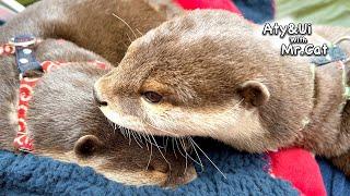 Otters Lazing in the River in Winter Gear [Otter Life Day 803]【EcoFlow】RIVER2 PRO