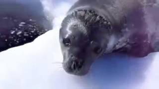 Funny Seal *Subtitle*