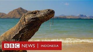 Haruskah Pulau Komodo ditutup dan dibiarkan tanpa manusia? - BBC News Indonesia