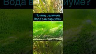 Почему зеленеет вода в аквариуме?