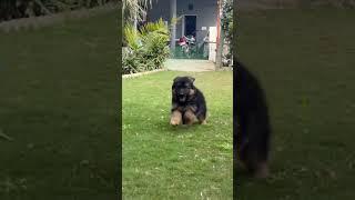 Cute german shepherd long coat puppy #shorts #viralshorts #viral #viralvideo