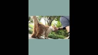 Cat Adorably Enjoys Head Scratches from Woman!  #shorts  #ai #cat #adorablepets #funnyanimal #cute