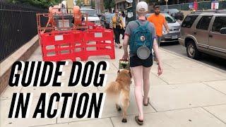Zenith in Action | Watching my Guide Dog Work