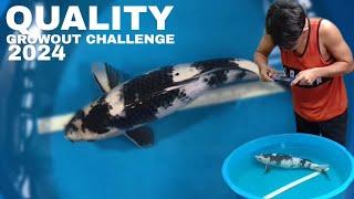 AMAZING QUALITY KOI FISH | Cebu Koi Farm