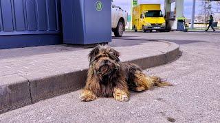 Extremely Matted Dog from Gas Station has a Whole New Personality now