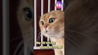 Khi Loài Mèo Biết Nói Tiếng Việt (Phần 5)  #Shorts