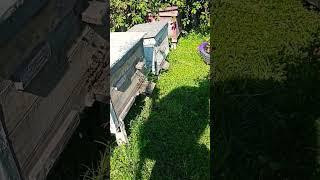 Облёт молодой пчелы #bee #пчеловодство #пчёлы