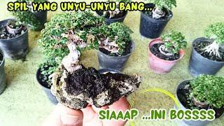 WowBONSAI MINI SANCANG MASIH READY? 